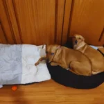 Adoção de Cachorro Caramelo: Um Final Feliz Real Adoção de Cães Caramelo no Brasil – Guia Completo para Adotar com Responsabilidade