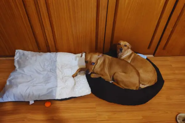 Adoção de Cães Caramelo no Brasil – Guia Completo para Adotar com Responsabilidade