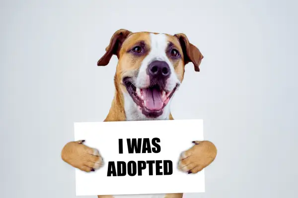 Adoção de cachorro caramelo no Brasil