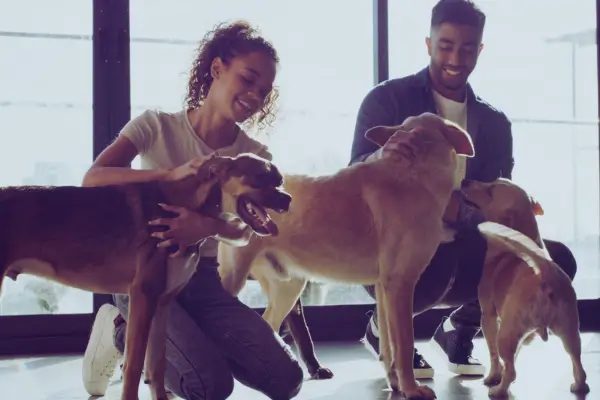 Adoção de cães caramelo no Brasil