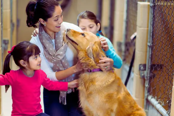 Adoção de cães caramelo no Brasil