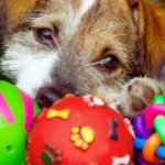 Top 10 Brinquedos para Cachorros Ativos (Atualizado) Cachorro ativo brincando com vários brinquedos, exemplos de brinquedos para cachorros ativos que estimulam corpo e mente.