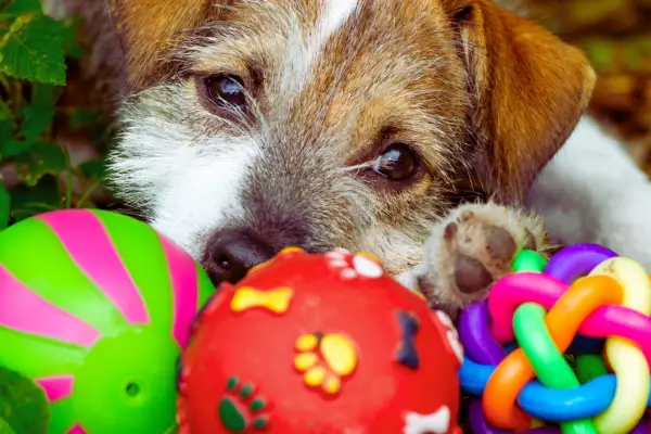 Cachorro ativo brincando com vários brinquedos, exemplos de brinquedos para cachorros ativos que estimulam corpo e mente.