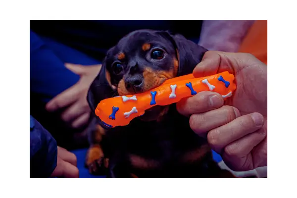 Brinquedos para cachorros ativos