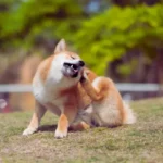 Coceira em cachorros