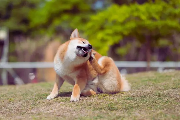 Coceira em cachorros