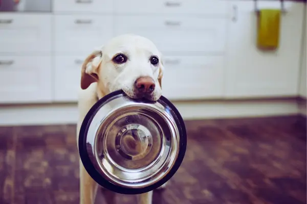 Cachorro pedindo ração hipoalergênica, prevenção de alergias e coceira em cães