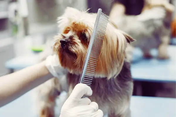 Cachorro sendo penteado para remover pulgas, prevenindo coceira e irritação da pele