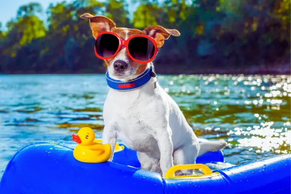Cão aproveitando o verão saudável, prevenindo dermatites em cães 