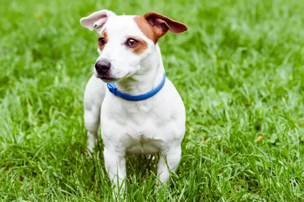 Cão protegido contra parasitas para prevenir dermatites em cães no verão