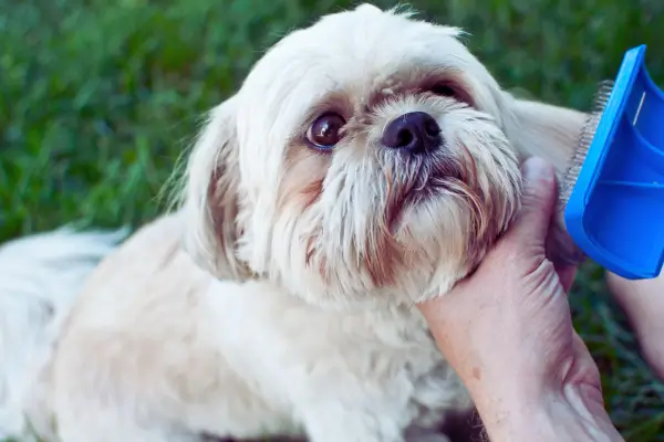 Como prevenir dermatites em cães no verão com banho e escovação adequados