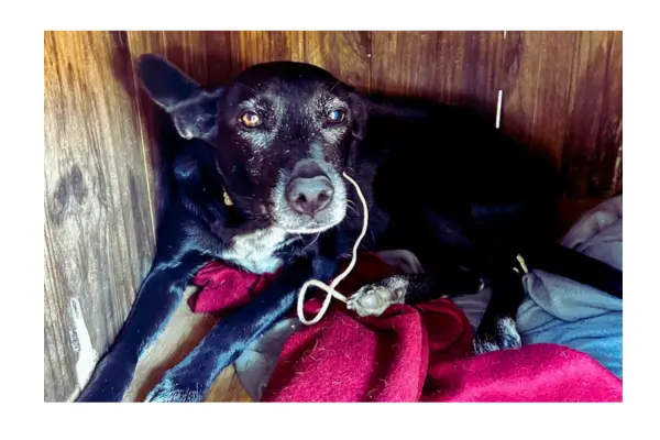 xerife-madame-historia-real-adoção