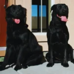 Xerife e Madame: História Real de Adoção de Cães Xerife e Madame, cães adotados, juntos em casa, mostrando a felicidade e vínculo afetivo de uma história real de adoção de cães