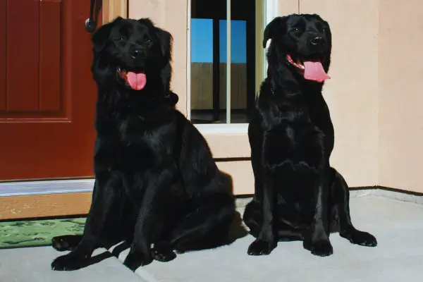 Xerife e Madame, cães adotados, juntos em casa, mostrando a felicidade e vínculo afetivo de uma história real de adoção de cães