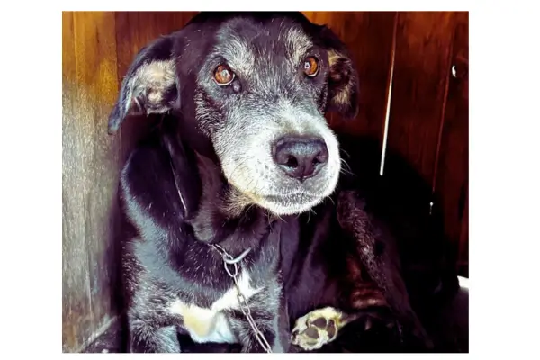 Xerife e Madame: História Real de Adoção de Cães