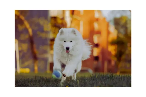 cachorro brincando com brinquedo automático, brinquedos para cachorros ativos