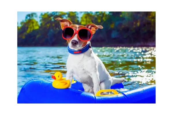 cachorro brincando com brinquedo flutuante, brinquedos para cachorros ativos