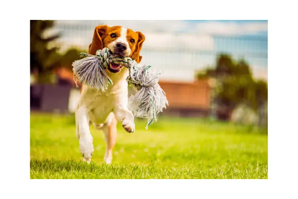 cachorro usando brinquedo sustentável, brinquedos para cachorros ativos