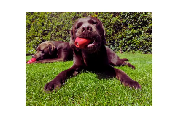 cachorro usando mordedor resistente