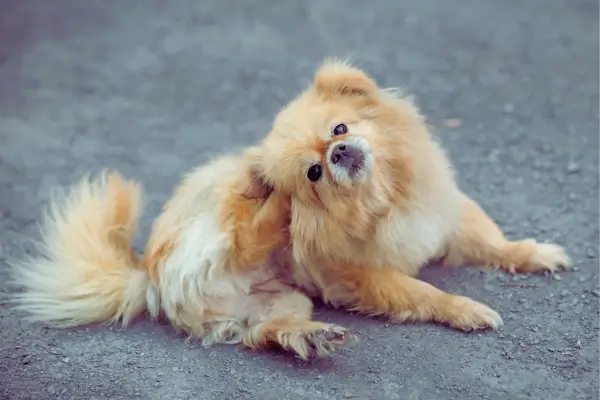 Cachorro coçando a pata devido à coceira, ilustração de problema de pele em cães
