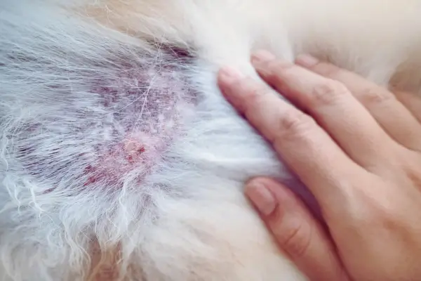 dermatite em cachorro