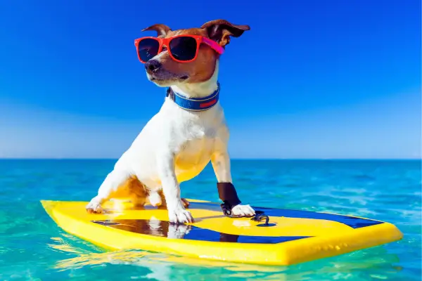 Cachorro saudável brincando na água ao ar livre no verão, ilustrando prevenção de dermatites em cães e cuidados com a pele