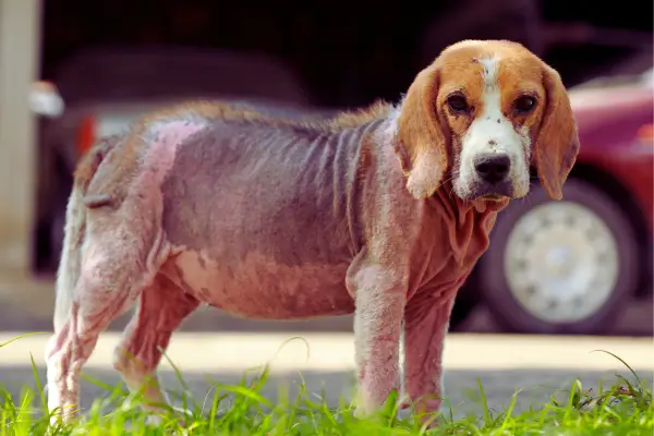 sarna em cachorro