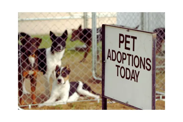 Xerife e Madame: História Real de Adoção de Cães