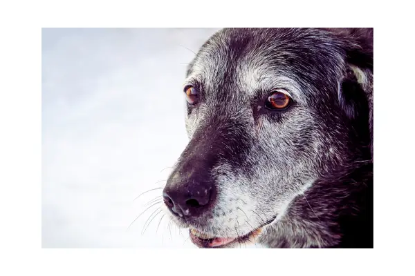 xerife-madame-historia-real-adoção