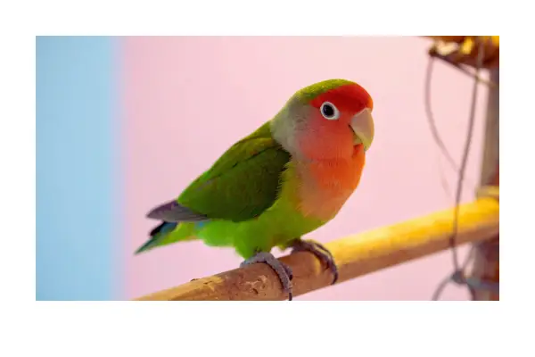 Agapornis colorido, conhecido como lovebird, ave doméstica afetuosa e sociável.