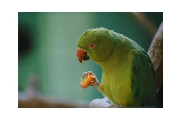 Alimentação saudável para aves domésticas, incluindo ração extrusada, frutas e vegetais.