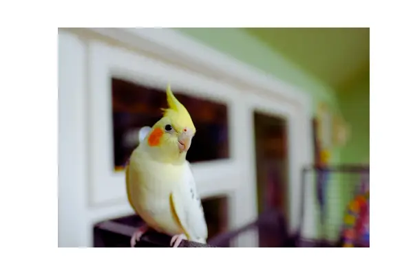 Ave doméstica explorando ambiente fora da gaiola de forma segura e supervisionada.