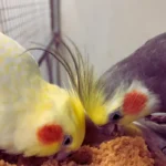 Calopsita em ambiente doméstico, representando uma das aves domésticas mais indicadas para iniciantes.