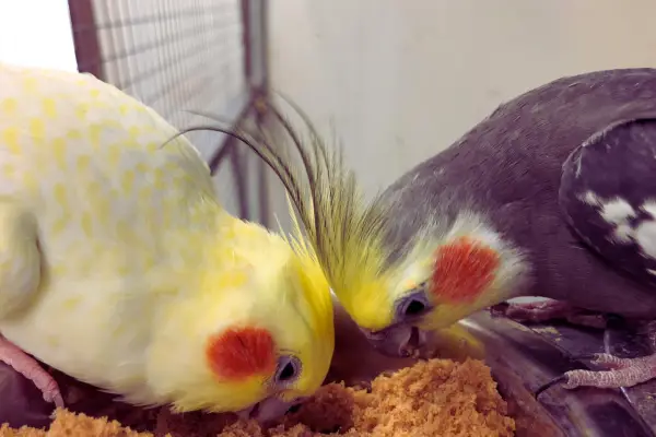 Calopsita em ambiente doméstico, representando uma das aves domésticas mais indicadas para iniciantes.