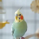 Ave doméstica em uma gaiola limpa com comedouro e bebedouro, ilustrando como cuidar de aves domésticas no dia a dia com segurança e bem-estar