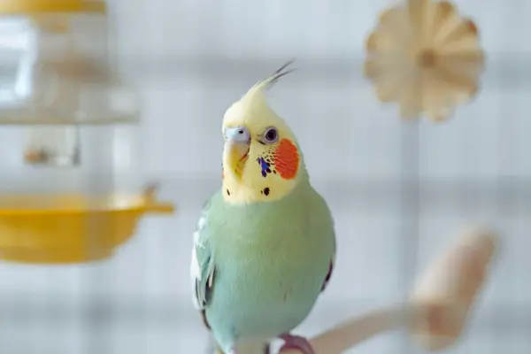 Ave doméstica em uma gaiola limpa com comedouro e bebedouro, ilustrando como cuidar de aves domésticas no dia a dia com segurança e bem-estar