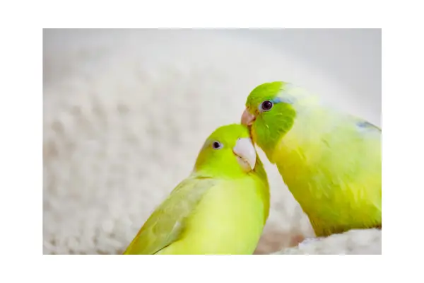Aves Domésticas como cuidar no dia a dia