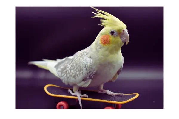 Calopsita em ambiente doméstico