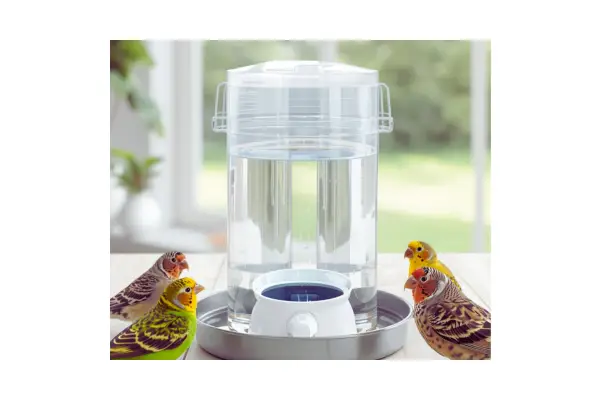 Bebedouro limpo e fresco para aves domésticas, ideal para manter hidratação diária