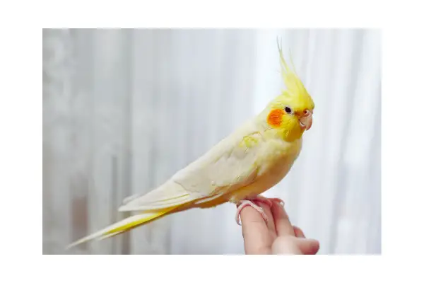 Calopsita mansa em ambiente doméstico, mostrando seu comportamento carinhoso.