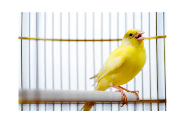 Canário amarelo cantando, uma das aves domésticas mais indicadas para ambientes tranquilos.