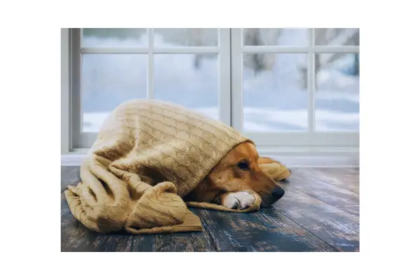 Cão isolado e quieto, demonstrando mudanças comportamentais que podem indicar câncer.