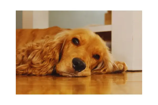 Cão mostrando sinais sutis de desconforto, um dos primeiros sinais de câncer em cães.