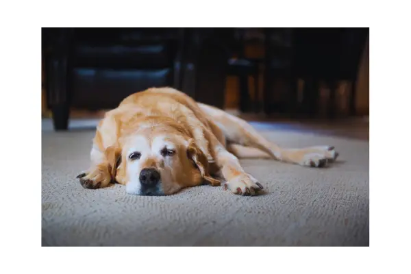 Cão ofegante e cansado, demonstrando fraqueza e respiração acelerada.