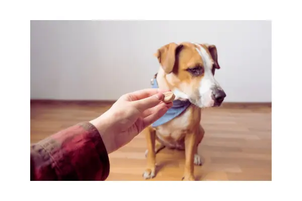 Cão recusando comida, um dos sinais iniciais de câncer em cães.