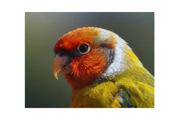 Close-up de ave doméstica mostrando detalhes das penas, usado para observar sinais de saúde.