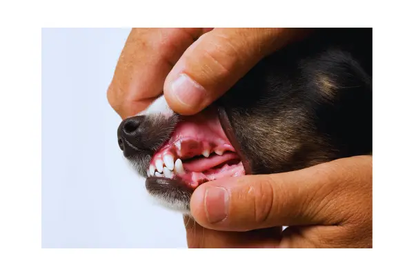 Close-up de mucosas caninas mostrando alterações que podem indicar câncer interno