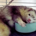 Como Escolher o Furão Perfeito: Guia Completo para Iniciantes Furão curioso explorando seu ambiente – guia completo sobre como escolher o furão perfeito para iniciantes