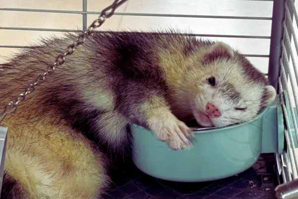 Furão curioso explorando seu ambiente – guia completo sobre como escolher o furão perfeito para iniciantes