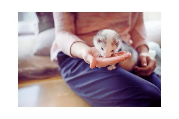 Como escolher o furão perfeito – adaptação e socialização